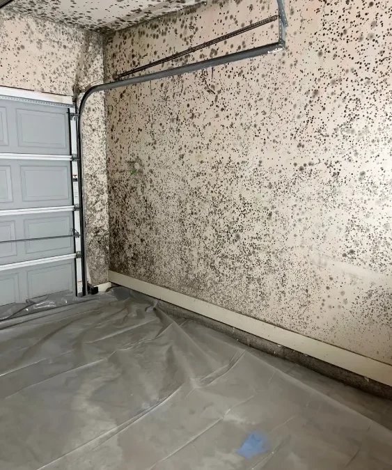 Tips for Mold Prevention in Humid Southern Climates