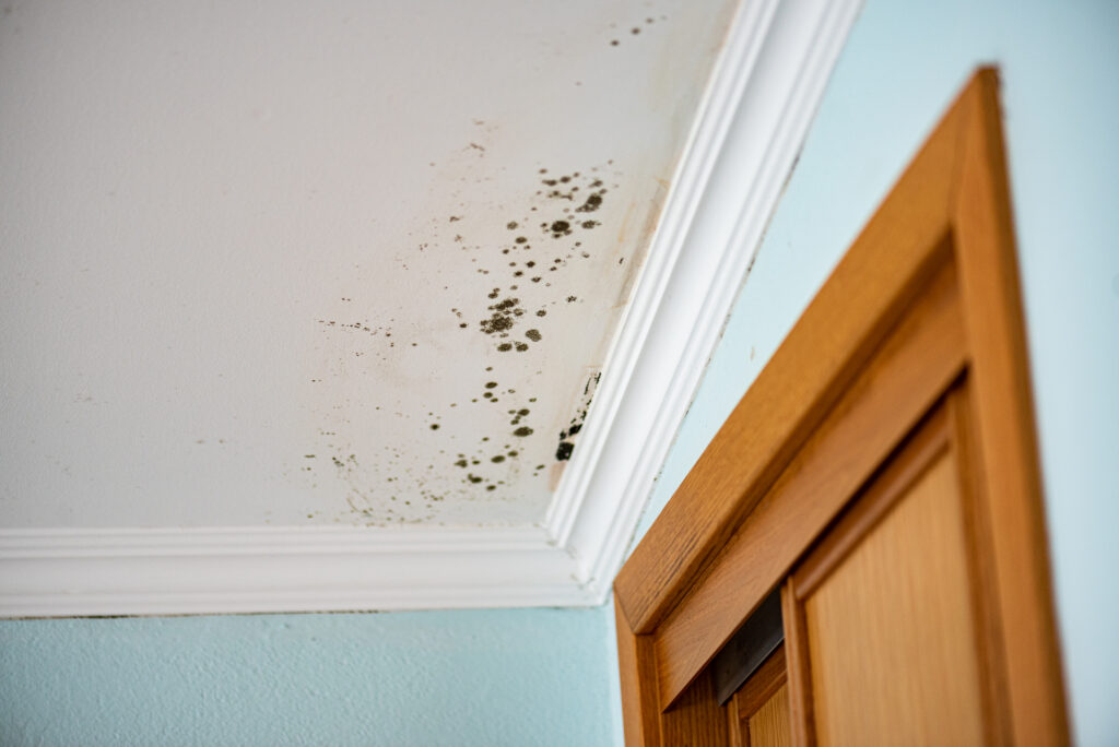What To Do If You See Mold Damage In The Bathroom Or Kitchen Area Of Your Home