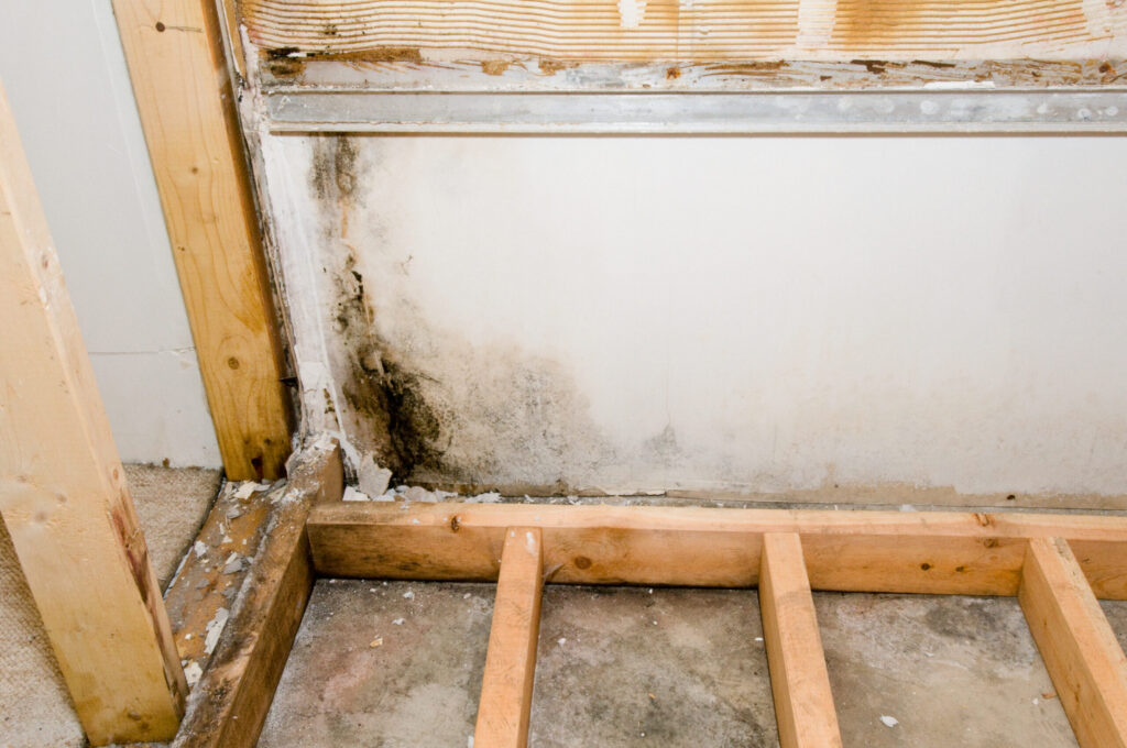 The Facts About Mold in Your Home