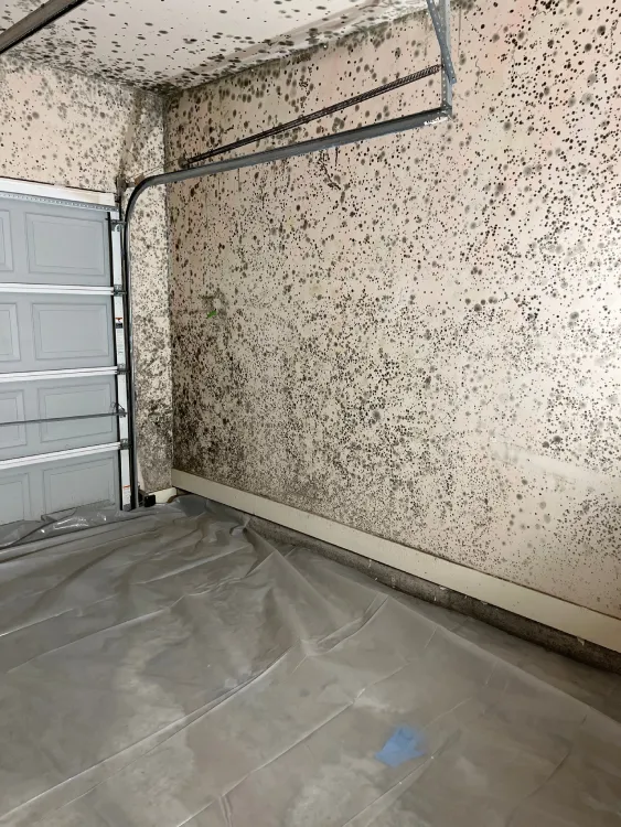 Tips for Mold Prevention in Humid Southern Climates